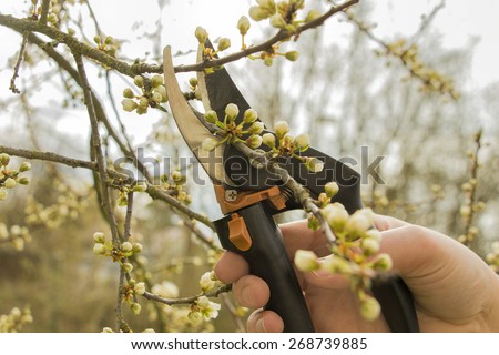 Spring gardening, work at the garden, pruning fruit trees.