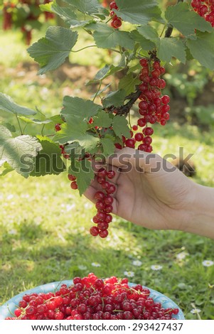 Woman hand picking  juicy currant in summer.