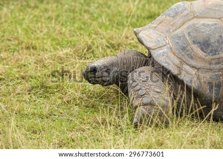 Turtoise, Dipsochelys Gigantean, beautiful long-lived endangered animal.