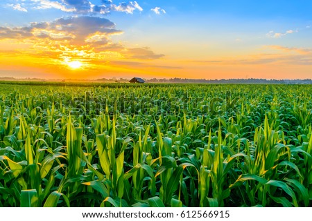 Similar – Image, Stock Photo Summer landscape with fields, meadows, lake and mountains. Road on the lakeside