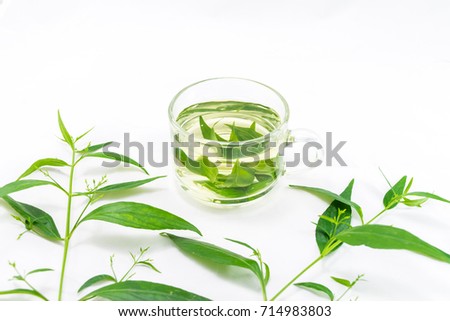 Andrographis paniculata plant on white background Foto stock © 