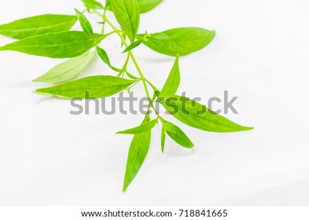 Andrographis paniculata plant on white background Foto stock © 