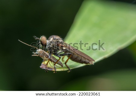 Robber fly perched on a leaf to eat.