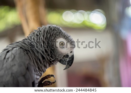 African gray parrot in the garden.