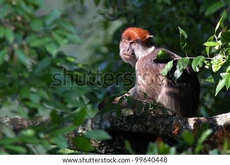 Red Colobus monkey in tree