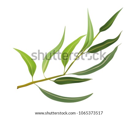 Isolated realistic vector eucalyptus leaves