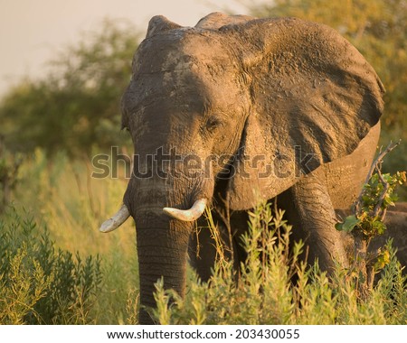 Elephant with mud,  Botswana South Africa with  tusks with detail of mud on its skin