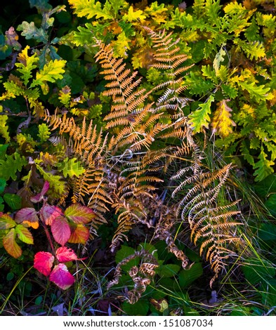 Close-up of a fern, a small oak tree with colorful leaves in the background