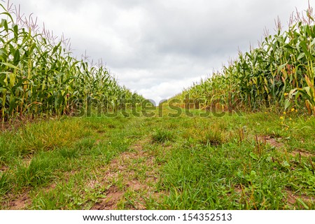 Similar – Image, Stock Photo Path between two corn fields in the evening sun