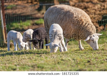 Mother sheep with her lamb on a field,a black lamb in the background