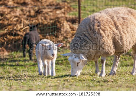 Mother sheep with her lamb on a field,a black lamb in the background
