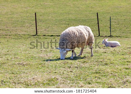 Mother sheep with her lamb on a field. The lamb is lying on the ground resting