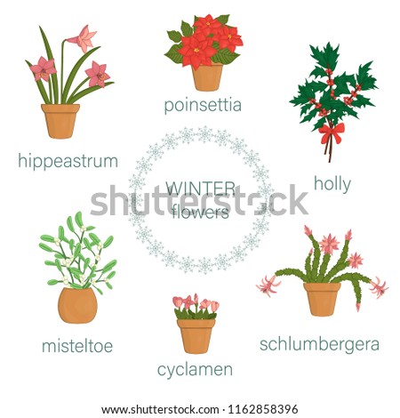 Vector set of winter flowers in pots and bouquets. Vector illustration of poinsettia, hippeastrum, schlumbergera, holly, mistletoe, cyclamen isolated on white background