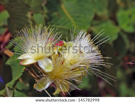 Pequi, fruto caracterÃ?Â­stico do cerrado brasileiro Flor do Pequi  Foto stock © 
