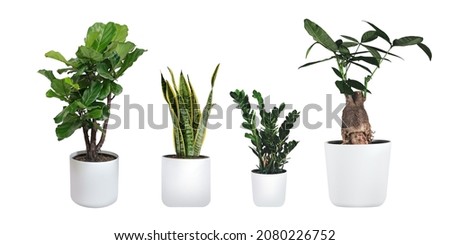 Image, Stock Photo decorative plant with unusual leaves