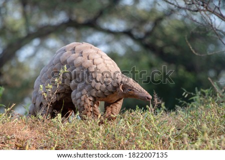 Indian pangolin or anteater (Manis crassicaudata) one of the most trafficked/smuggled wild animal for its scales and meat 