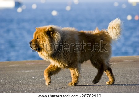 a brown dog standing on profile