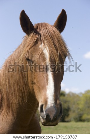 horse head in close up