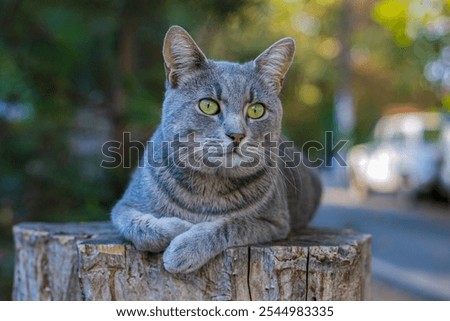 Similar – Image, Stock Photo Thoughtful gray cat looking at camera in dark