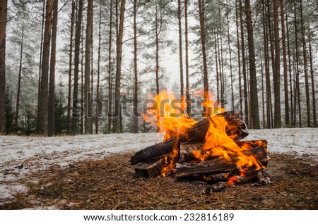 Fire in the winter forest