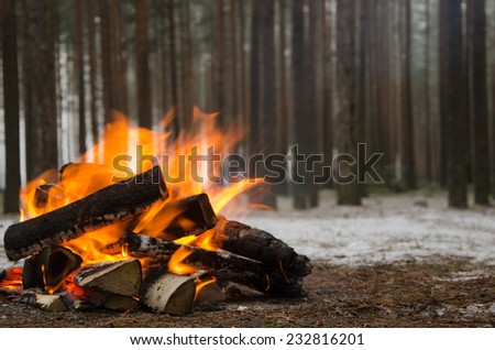 Fire in the winter forest