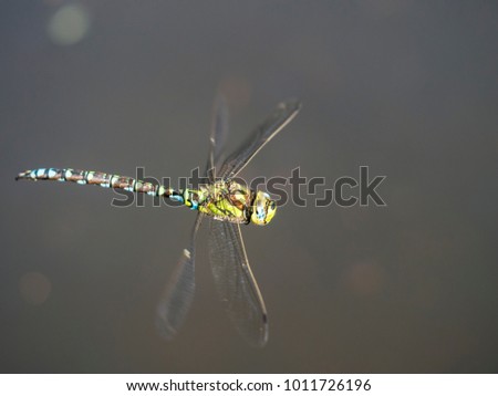 Eine bunte Libelle fliegt über die Wasseroberfläche. Stock foto © 