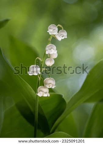 Similar – Image, Stock Photo Inflorescences of a bell heather, Erica gracilis, a shrub from South Africa