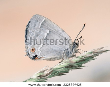 Similar – Image, Stock Photo inclined wing Butterfly