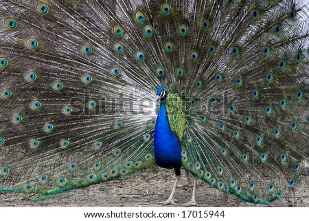 Colorful, beautiful peacock during ritual, mating dance