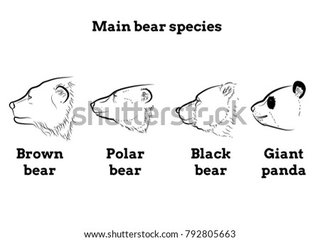 Vector illustration of main species of bears