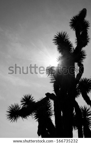 A Joshua tree silhouetted against the sun with a lens flare.  Meadview, AZ, USA.