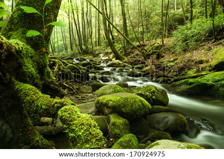 A river flowing through a forest.  Great Smoky Mountains National Park, TN, USA.