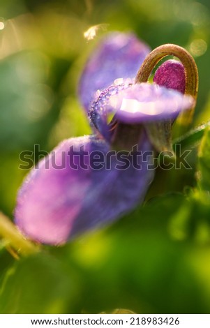 Macro shot of a purple flower covered with dew.  Swartz Creek, MI, USA.