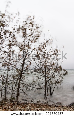 Small trees on a beach, with motion blur in the leaves & water from the wind.  Mackinac Island, MI, USA.