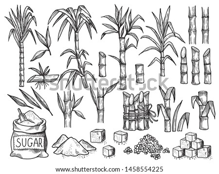 Sugar plant. Agriculture production of sugarcane plantation vector hand drawn collection. Illustration of sugar plant, sugarcane ripe cultivated