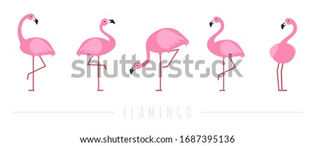 Pink flamingo. Exotic tropical birds characters. Isolated wildlife animals vector set
