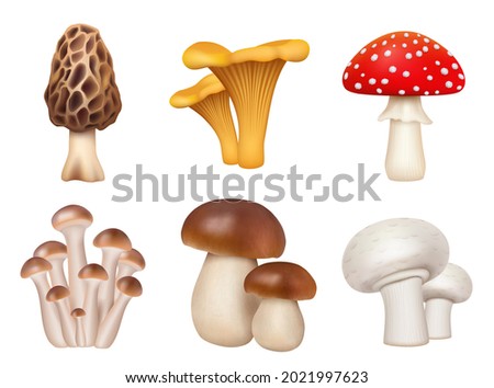 Mushrooms plants. Realistic natural foods for kitchen preparing products golden chanterelle champignons decent vector mushrooms pictures set