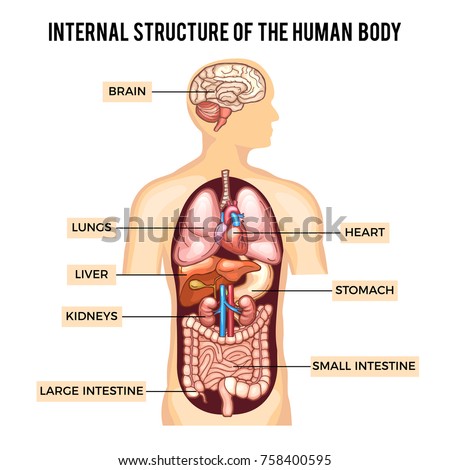 Human body and organs systems. Vector infographic anatomy system, human body with kidney and lung, brain and stomach illustration