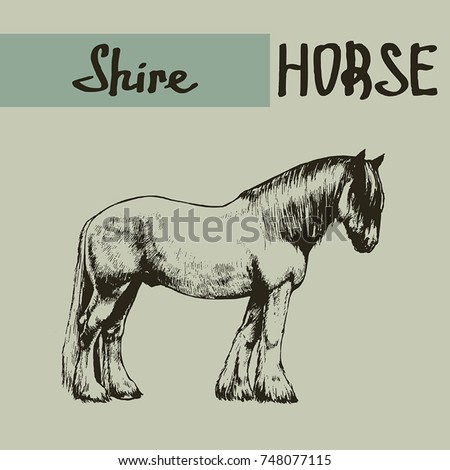 vector shire draft horse 