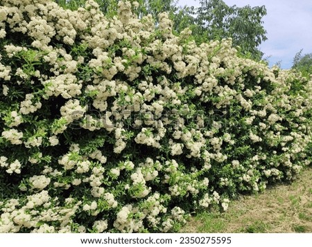 Similar – Image, Stock Photo Firethorn (Pyracantha coccinea)