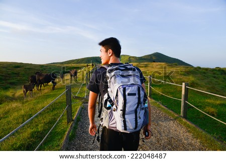 Healthy young man walking with Cows grazing on a green summer meadow
