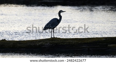 Similar – Image, Stock Photo Heron against the light