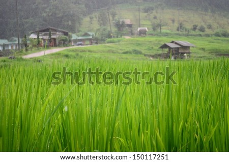 raining on rice field