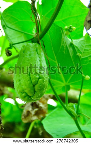 Chayote, a green pear-shaped tropical fruit that resembles cucumber in flavor