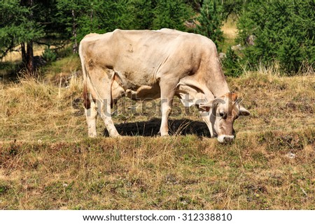 Side Profile Full Length of Cow Grazing on Dried Grasses in Hills of Livigno, Italy
