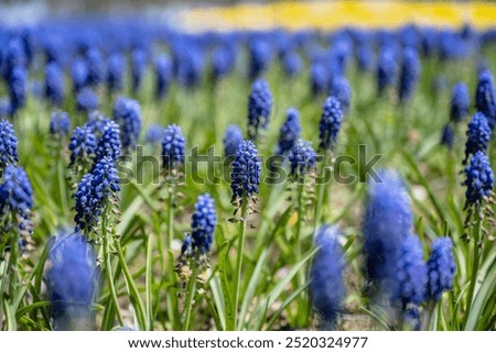 Similar – Image, Stock Photo A grape hyacinth blooms in the garden, moistened with drops of water.