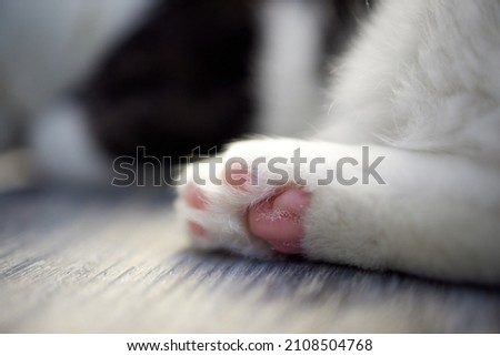 Close Up of a cat s paws, while white cat cleaned itself. Stock foto © 