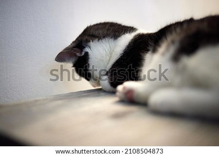 Close Up of a cat s paws, while white cat cleaned itself. Stock foto © 
