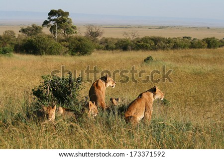 A group of wild lions in the savannah, Kenya