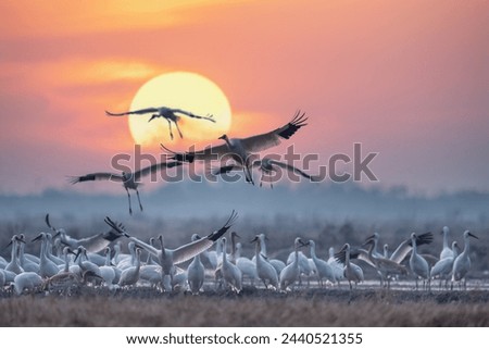 Similar – Foto Bild Zugvögel Tier Himmel